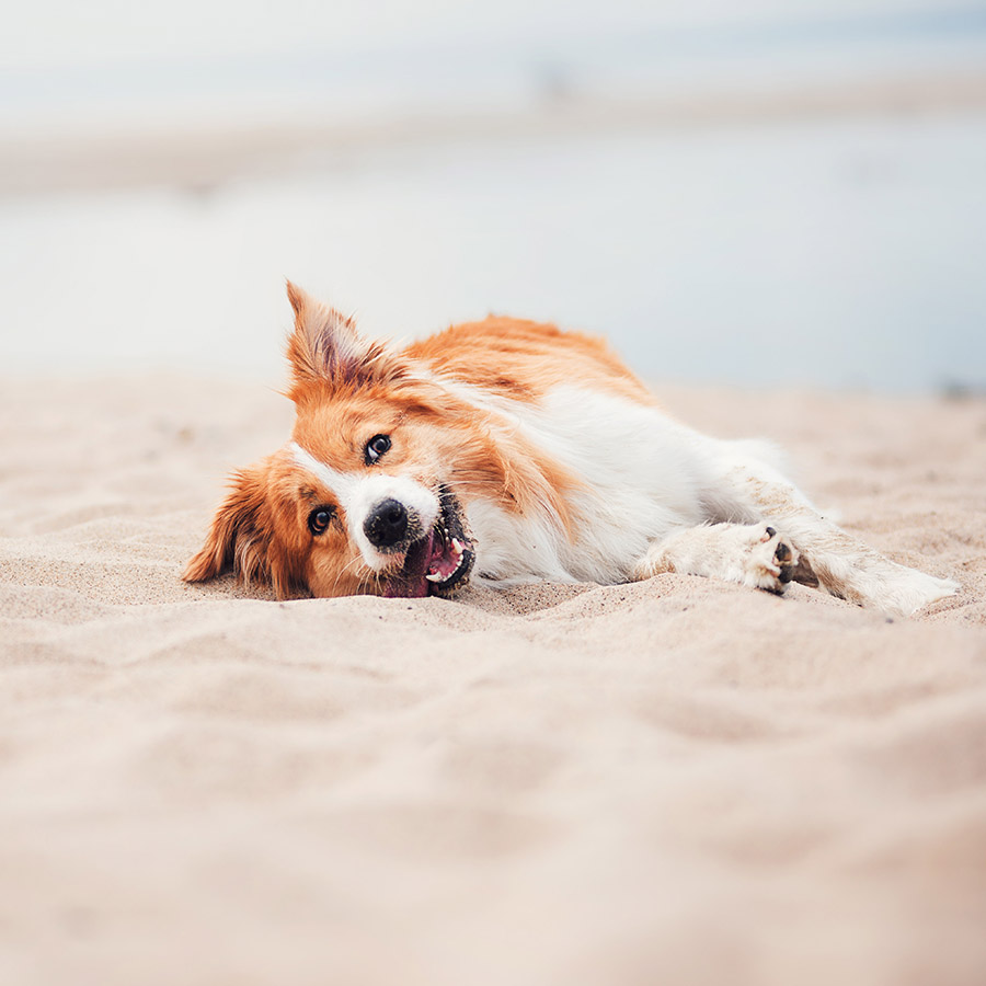A dog enjoying the beach