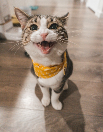 a cat with a yellow bandana
