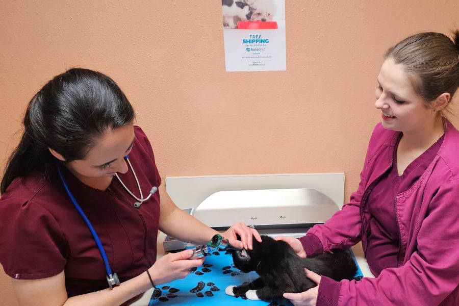 a couple of vet women holding a cat
